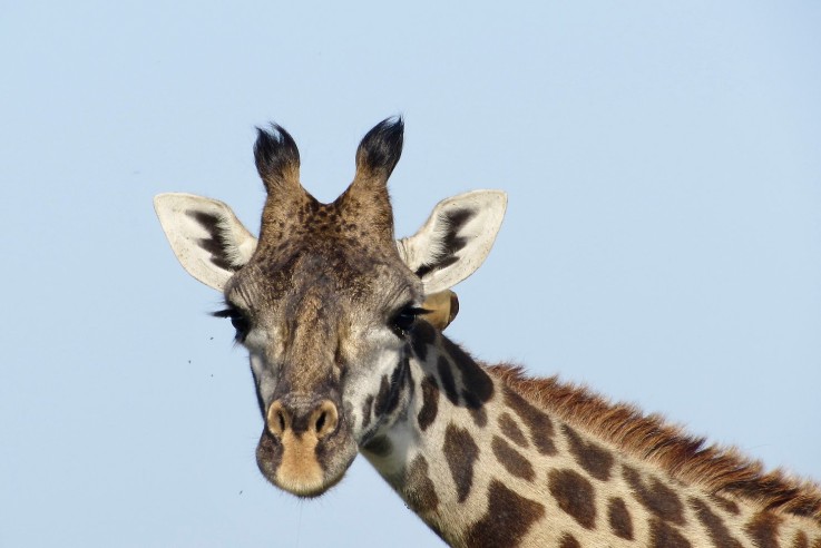 Närbild på ett giraffhuvud mot en klarblå himmel.